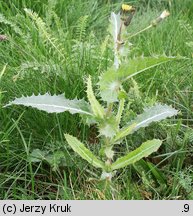 Sonchus asper