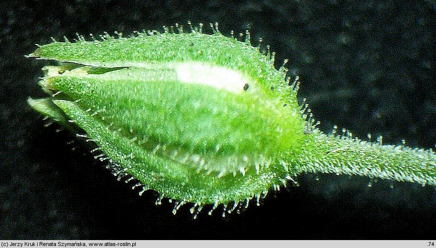 Arenaria serpyllifolia ssp. glutinosa (piaskowiec macierzankowy lepki)