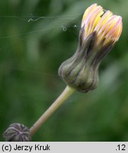 Sonchus asper