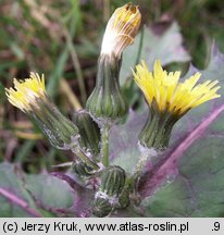 Sonchus oleraceus