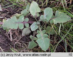 Sonchus oleraceus