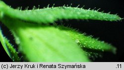 Arenaria serpyllifolia ssp. glutinosa (piaskowiec macierzankowy lepki)