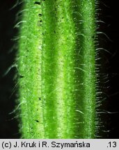 Silene noctiflora