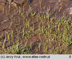 Eleocharis acicularis (ponikło igłowate)