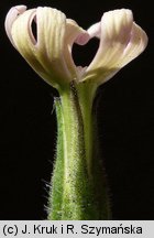 Silene noctiflora