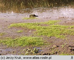 Eleocharis acicularis (ponikło igłowate)