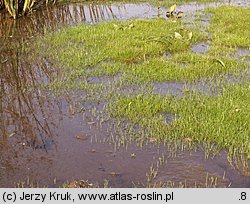 Eleocharis acicularis (ponikło igłowate)