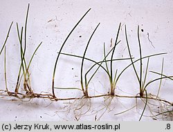 Eleocharis acicularis (ponikło igłowate)