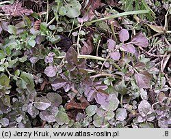 Nasturtium microphyllum (rukiew drobnolistna)