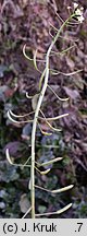 Nasturtium microphyllum (rukiew drobnolistna)