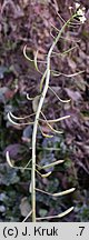 Nasturtium microphyllum