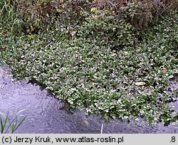 Nasturtium microphyllum (rukiew drobnolistna)