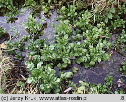 Nasturtium officinale (rukiew wodna)