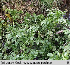 Nasturtium officinale (rukiew wodna)