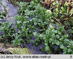 Nasturtium officinale (rukiew wodna)