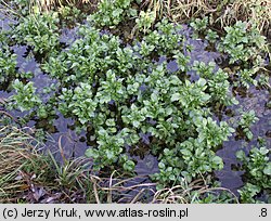 Nasturtium officinale (rukiew wodna)