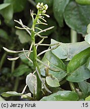 Nasturtium officinale (rukiew wodna)