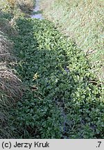 Nasturtium officinale (rukiew wodna)