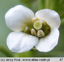 Nasturtium officinale (rukiew wodna)