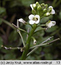 Nasturtium officinale (rukiew wodna)