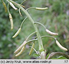 Nasturtium officinale (rukiew wodna)