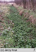 Nasturtium officinale (rukiew wodna)