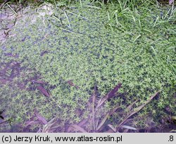 Callitriche cophocarpa (rzęśl długoszyjkowa)