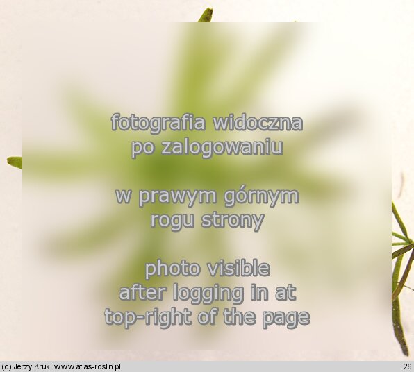 Callitriche hamulata (rzęśl hakowata)