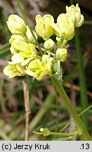 Biscutella laevigata (pleszczotka górska)