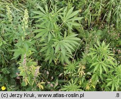 Cannabis sativa var. spontanea (konopie siewne odmiana dzika)