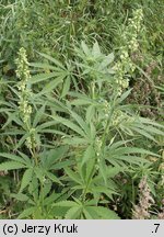 Cannabis sativa var. spontanea (konopie siewne odmiana dzika)