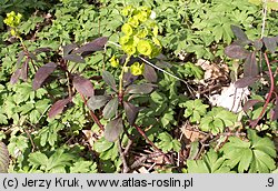 Euphorbia amygdaloides