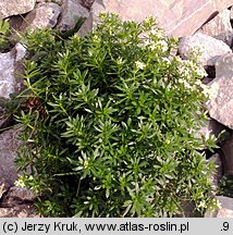 Galium anisophyllon (przytulia nierównolistna)