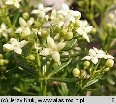 Galium anisophyllon (przytulia nierównolistna)