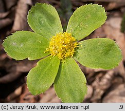 Hacquetia epipactis (cieszynianka wiosenna)