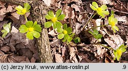 Hacquetia epipactis (cieszynianka wiosenna)