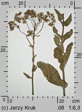 Senecio umbrosus (starzec cienisty)