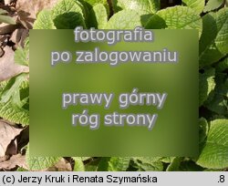Primula vulgaris (pierwiosnek bezłodygowy)