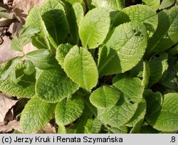 Primula vulgaris (pierwiosnek bezłodygowy)