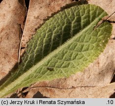 Primula vulgaris (pierwiosnek bezłodygowy)