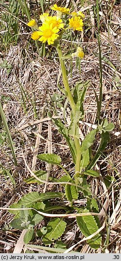 Senecio rivularis