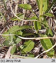 Senecio rivularis