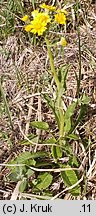 Senecio rivularis