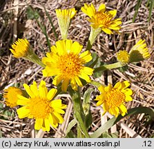 Senecio rivularis