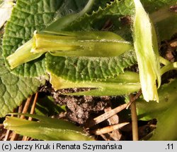 Primula vulgaris (pierwiosnek bezłodygowy)