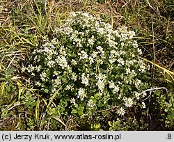 Cochlearia polonica (warzucha polska)