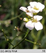 Arabidopsis halleri ssp. tatrica (rzodkiewnik Hallera tatrzański)