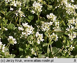 Cochlearia polonica (warzucha polska)