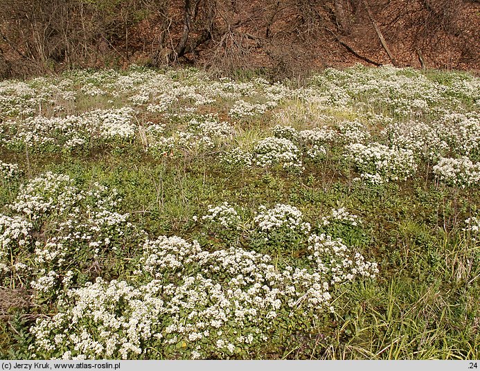 Cochlearia polonica (warzucha polska)