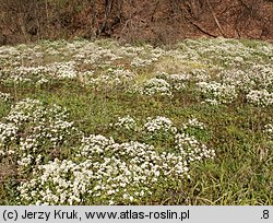 Cochlearia polonica (warzucha polska)